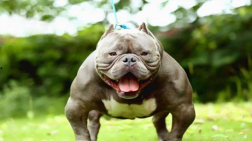 今日头条恶霸犬,揭秘街头霸主背后的故事