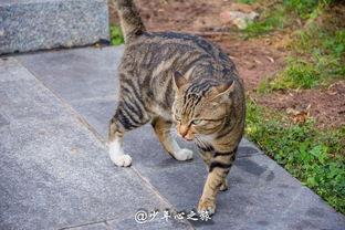 猫咪吃瓜现场太可爱,萌态十足，可爱到爆表！
