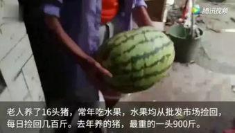 网上最近的吃瓜视频,揭秘娱乐圈最新幕后故事