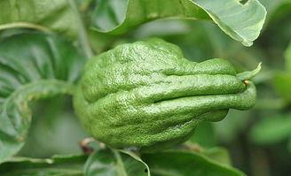 扶手瓜怎么摘心吃视频,扶手瓜摘心技巧与美味食用指南