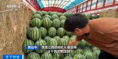 今年有瓜吃,今年有瓜吃的喜悦时光