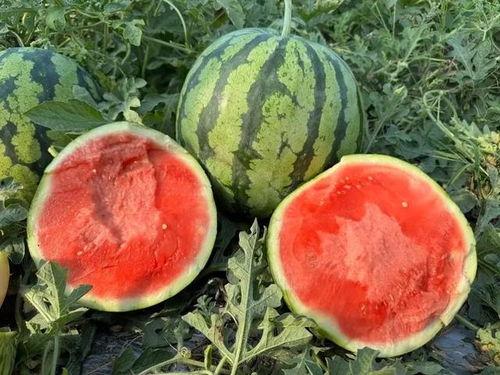 在哪里吃瓜最全面,全球各地吃瓜圣地大盘点