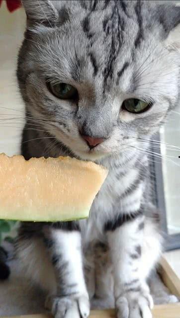 吃瓜少男毛苗喵,揭秘娱乐圈幕后趣闻