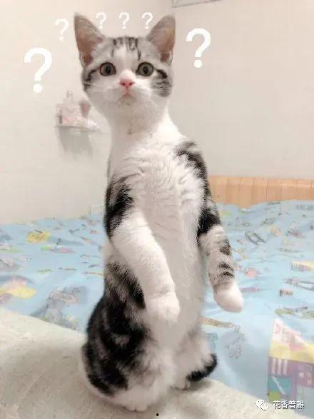 猫的各种形态带你吃瓜