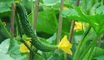 吃瓜的小花,揭秘娱乐圈幕后故事