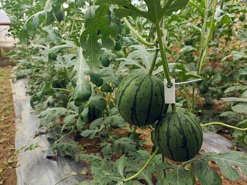 五一朝阳吃瓜群,揭秘京城热门话题背后的故事