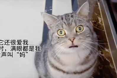 经典猫头条调皮的图片,笑翻网友！