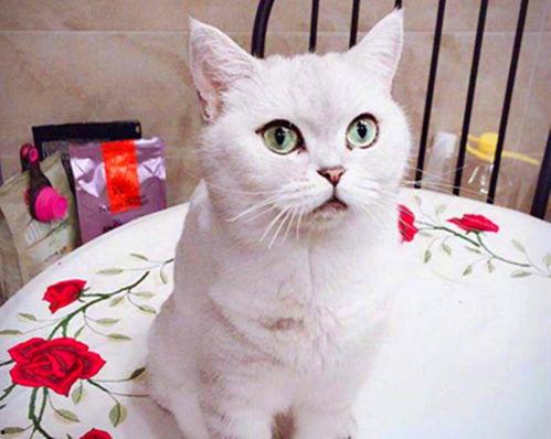 娱乐吃瓜君和七七铲屎官,揭秘娱乐圈与宠物界的趣味故事